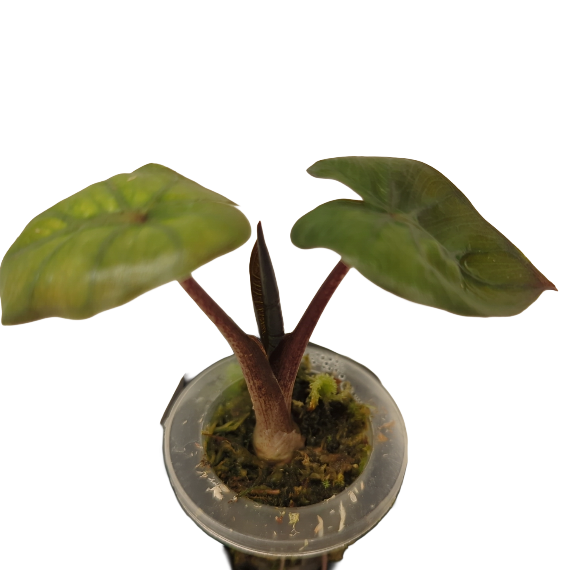 Baby Alocasia plumbea Nigra + selbstbewässernder Übertopf 4